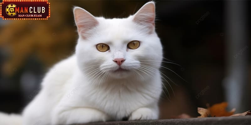Nằm mơ thấy mèo trắng dự đoán những điều khó khăn sắp đến
